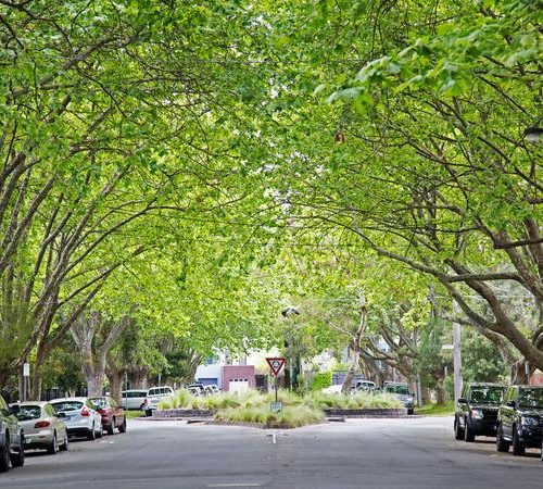 Tree lined suburban street
