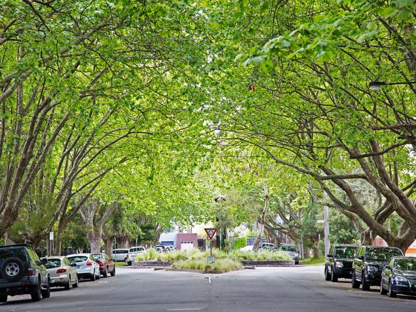 Tree lined suburban street
